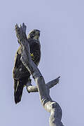 Grey-faced Buzzard