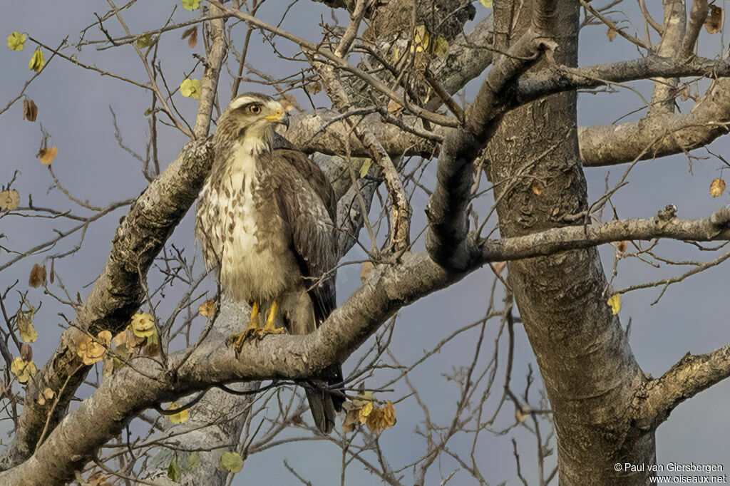 Busautour aux yeux blancsadulte