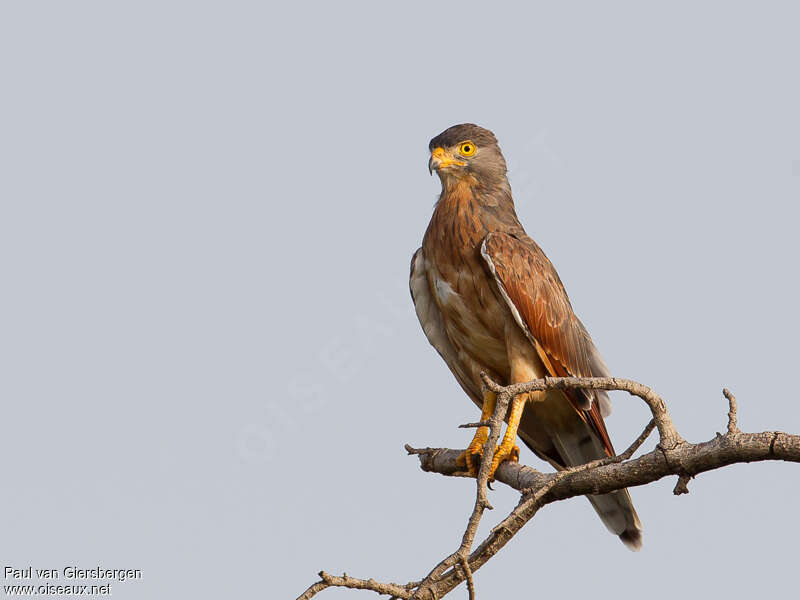 Busautour des sauterellesadulte, identification