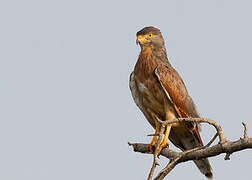 Grasshopper Buzzard