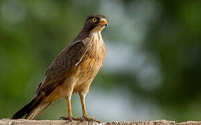 Grasshopper Buzzard