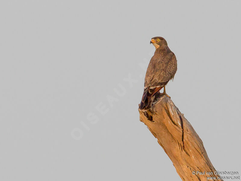 Grasshopper Buzzard