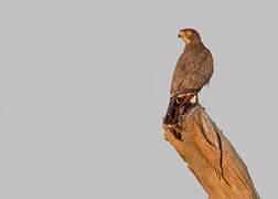 Grasshopper Buzzard