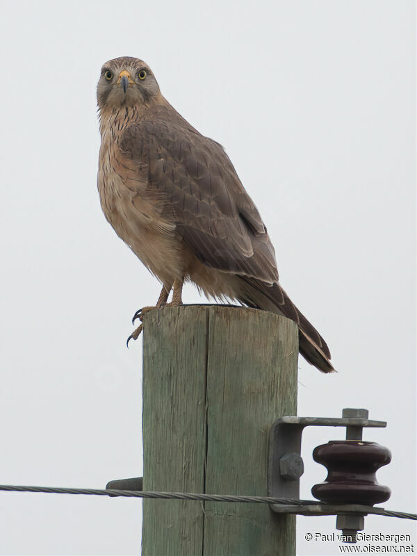 Grasshopper Buzzard