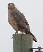 Grasshopper Buzzard