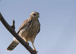 Roadside Hawk