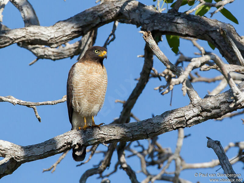 Roadside Hawk