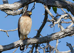 Roadside Hawk