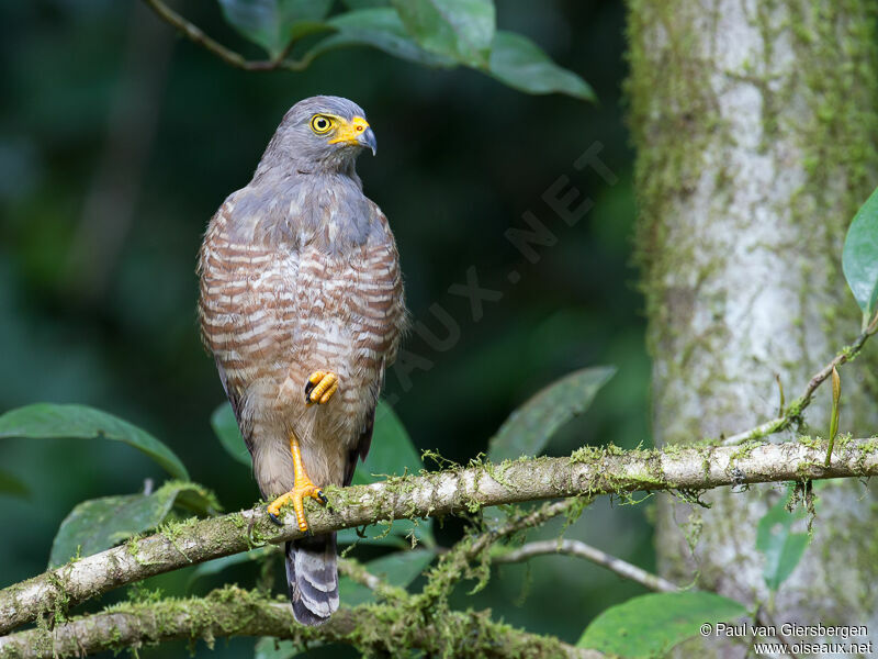 Roadside Hawk