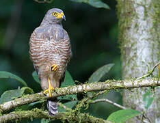 Roadside Hawk