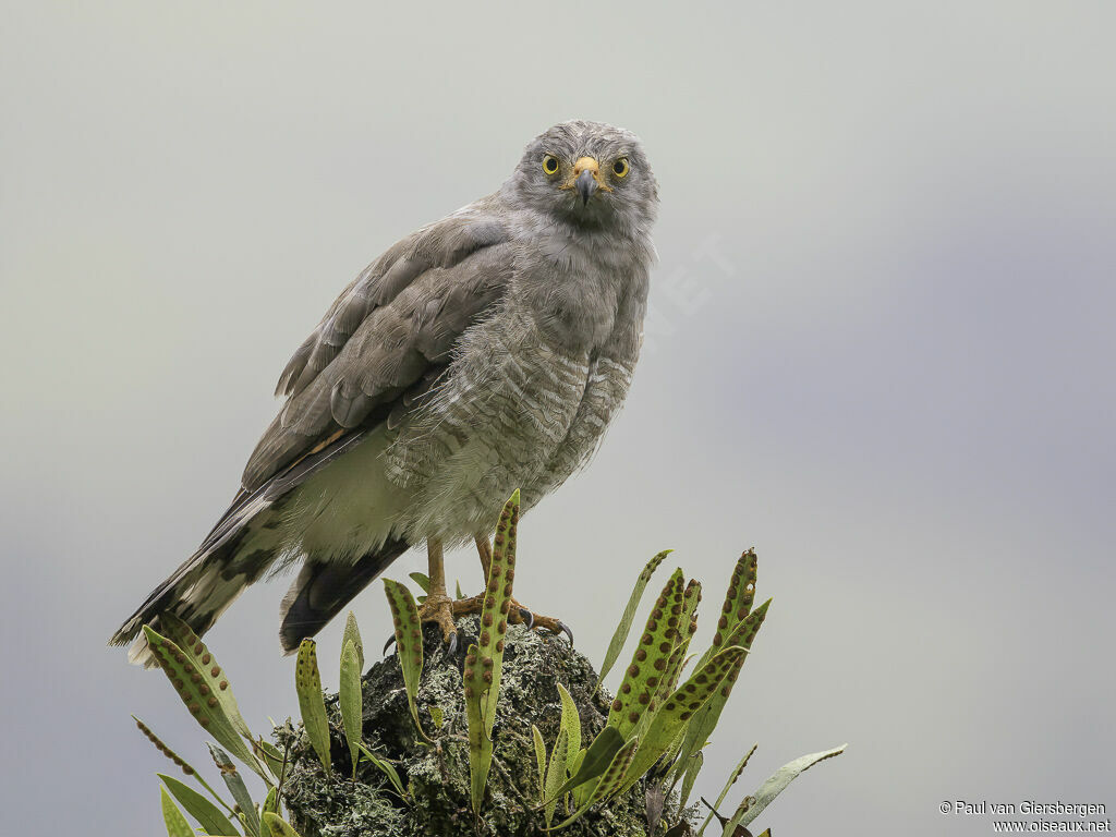 Roadside Hawkadult