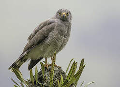 Roadside Hawk