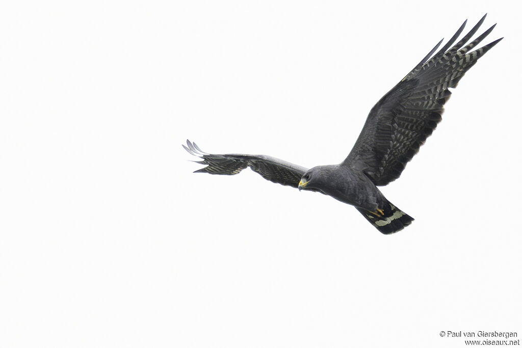 Buse à queue barrée