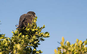 Short-tailed Hawk