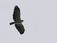 Short-tailed Hawk