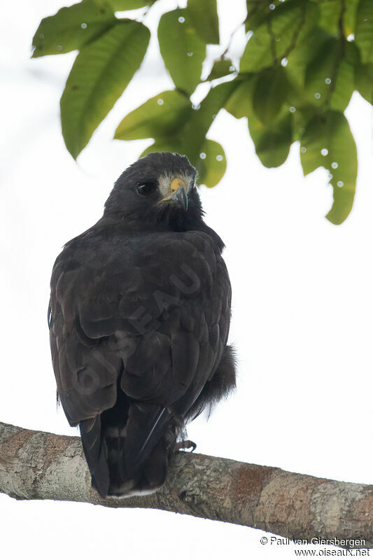 Short-tailed Hawkadult