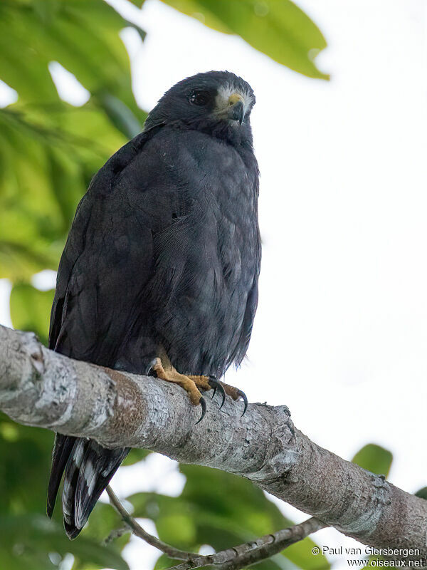 Short-tailed Hawkadult