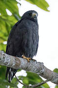 Short-tailed Hawk