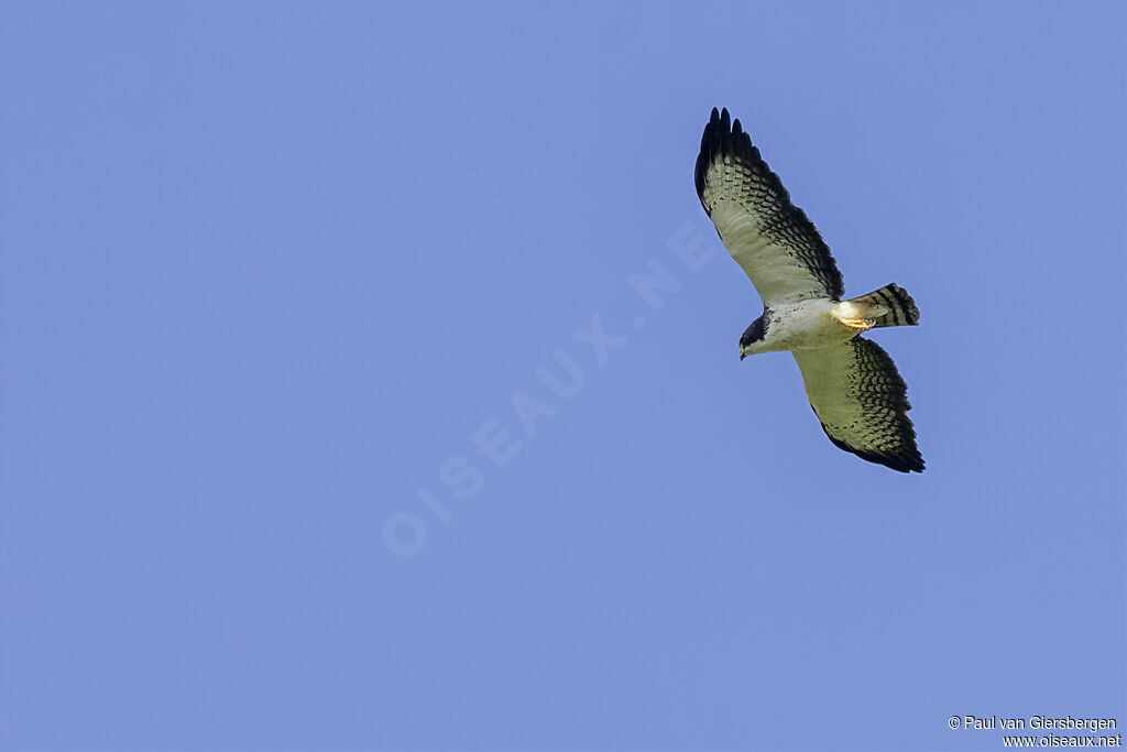 Buse à queue courte