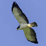 Buse à queue courte