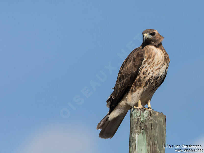 Red-tailed Hawkadult