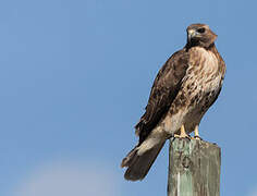 Red-tailed Hawk