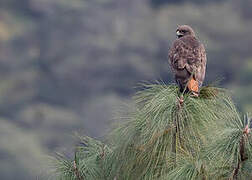 Red-tailed Hawk