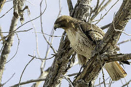 Red-tailed Hawk