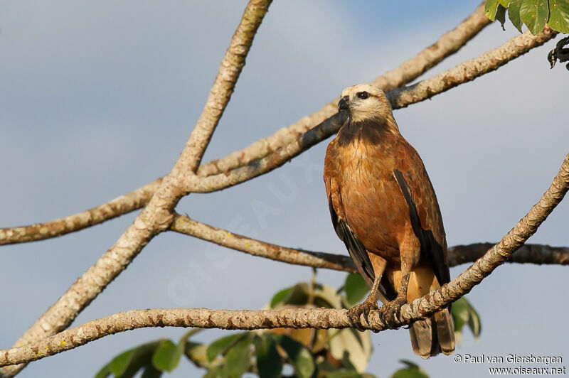 Black-collared Hawk