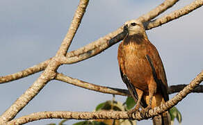 Black-collared Hawk