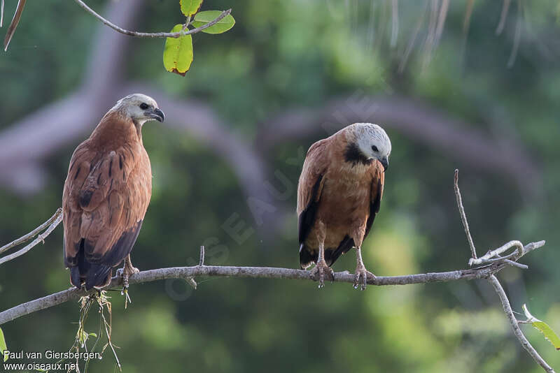 Black-collared Hawkadult, pigmentation