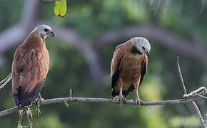 Black-collared Hawk