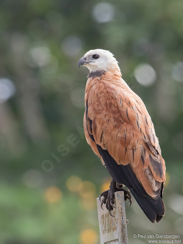 Black-collared Hawkadult