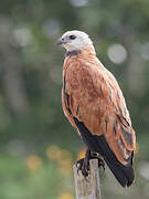 Black-collared Hawk