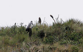 Black-chested Buzzard-Eagle