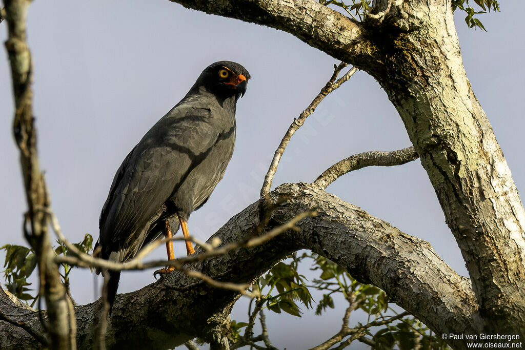 Slate-colored Hawkadult