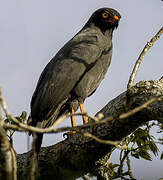 Slate-colored Hawk
