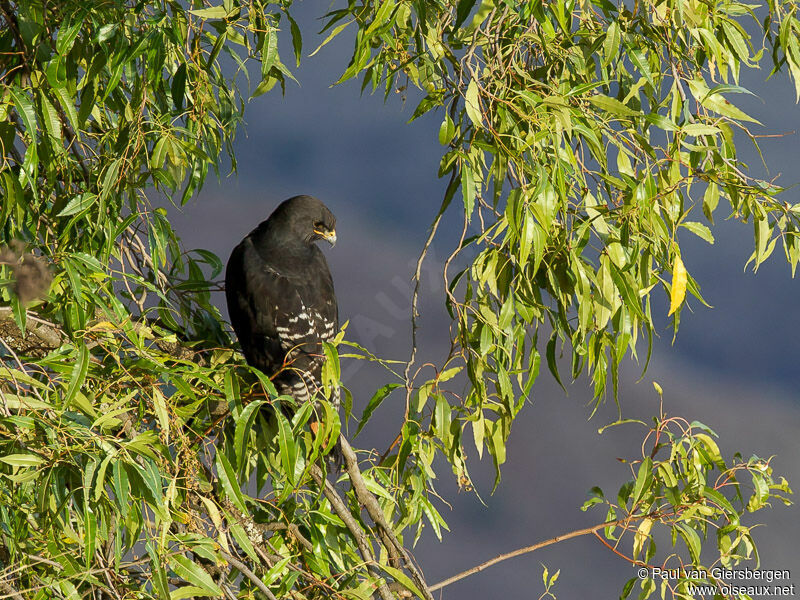 Augur Buzzard