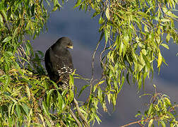 Augur Buzzard