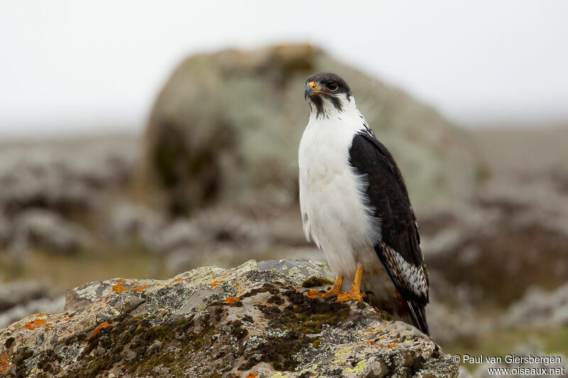 Augur Buzzard