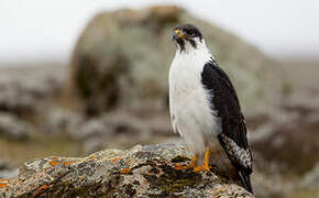 Augur Buzzard