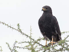 Augur Buzzard