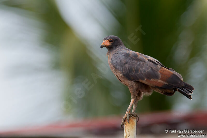 Rufous Crab Hawk