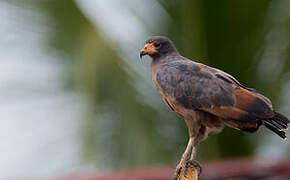 Rufous Crab Hawk