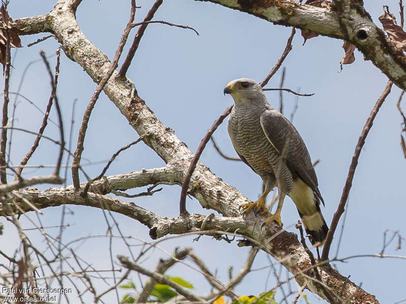 Grey-lined Hawkadult, identification