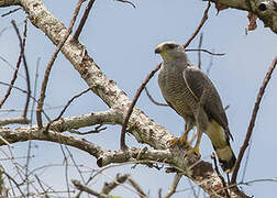 Grey-lined Hawk