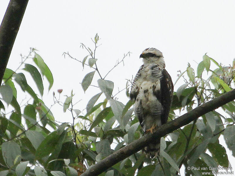 Grey-lined Hawk