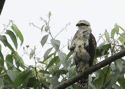 Grey-lined Hawk