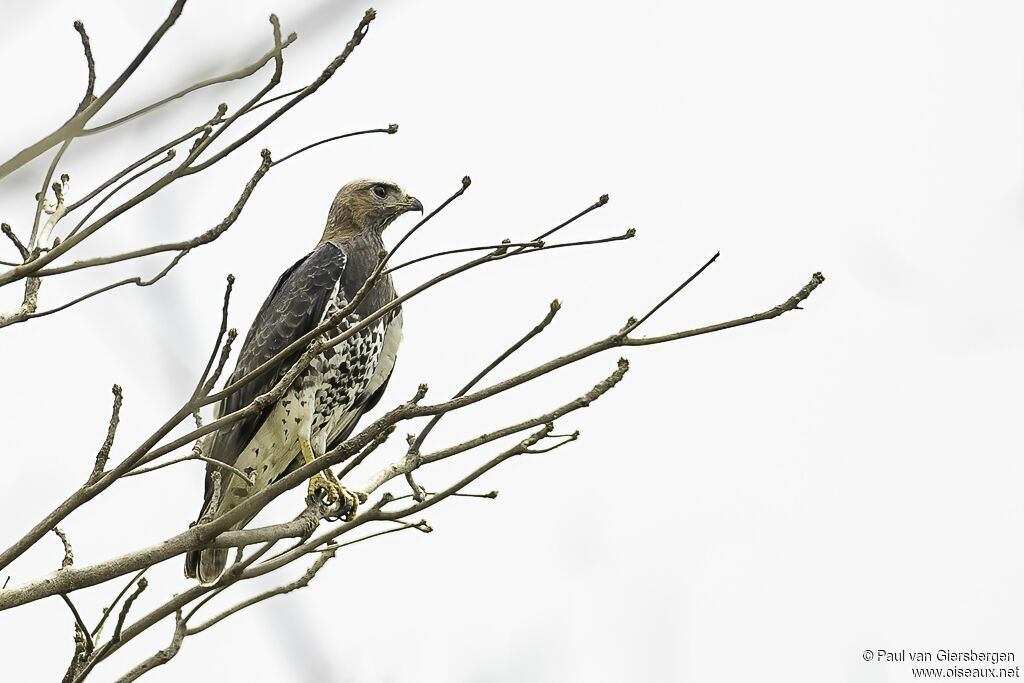 Red-necked Buzzardadult