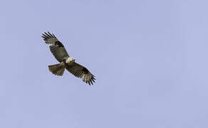 Eastern Buzzard